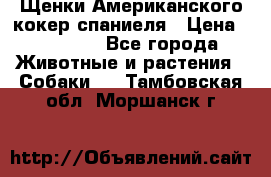 Щенки Американского кокер спаниеля › Цена ­ 15 000 - Все города Животные и растения » Собаки   . Тамбовская обл.,Моршанск г.